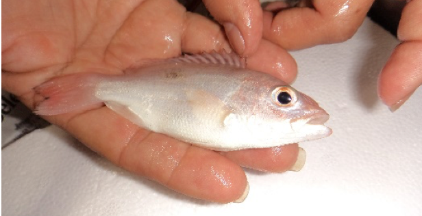 Composición Homeopática de Escorpión para uso Acuícola 