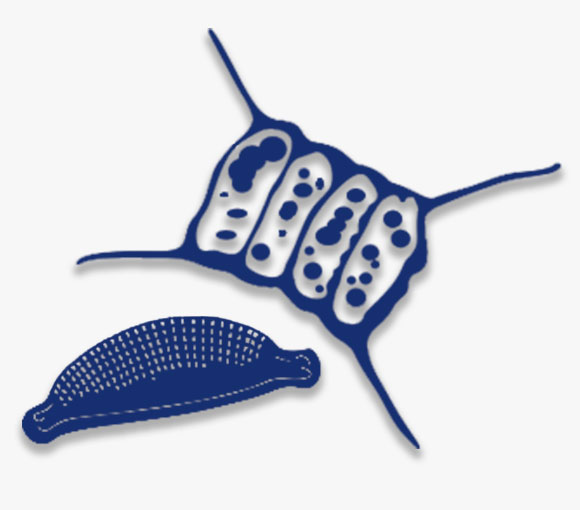 Microalgas