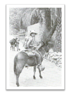 historia herba