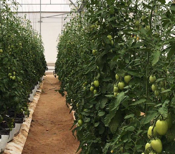 Agricultura en Zonas Áridas