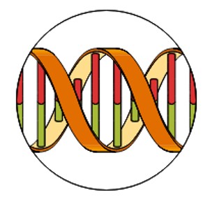 DNA2