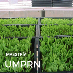 Maestría UMPRN