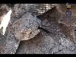 Herpetofauna