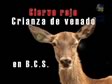 Ciervo rojo